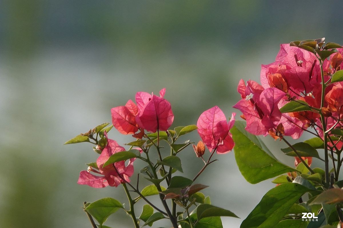 色彩浓艳的三角梅