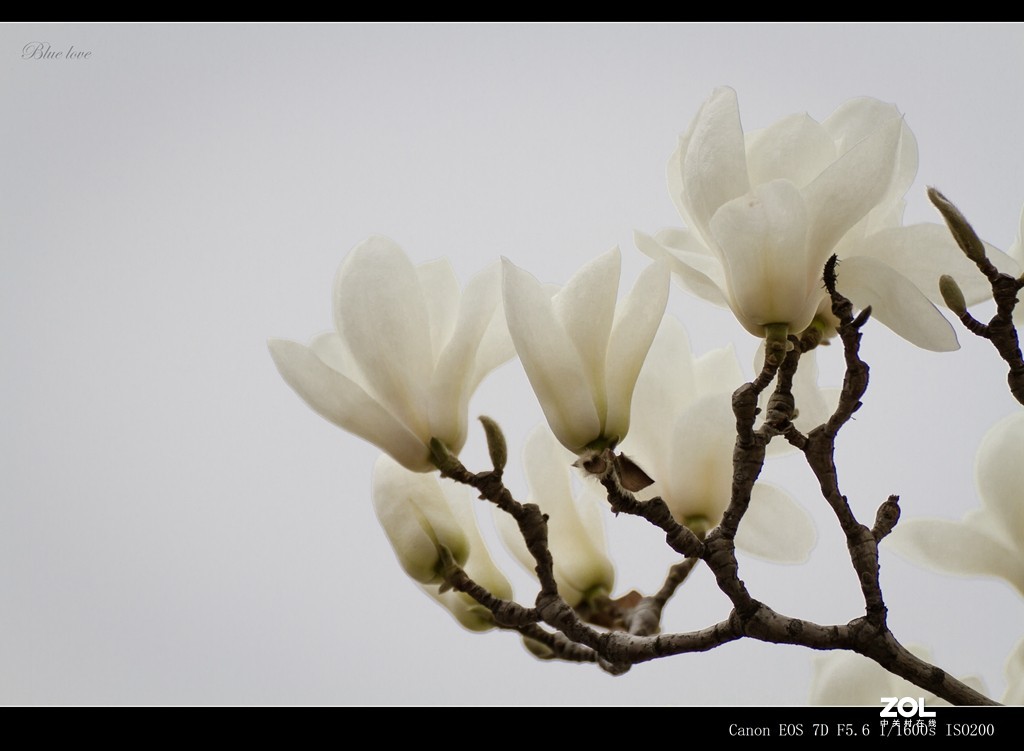 长虹花海（2021）