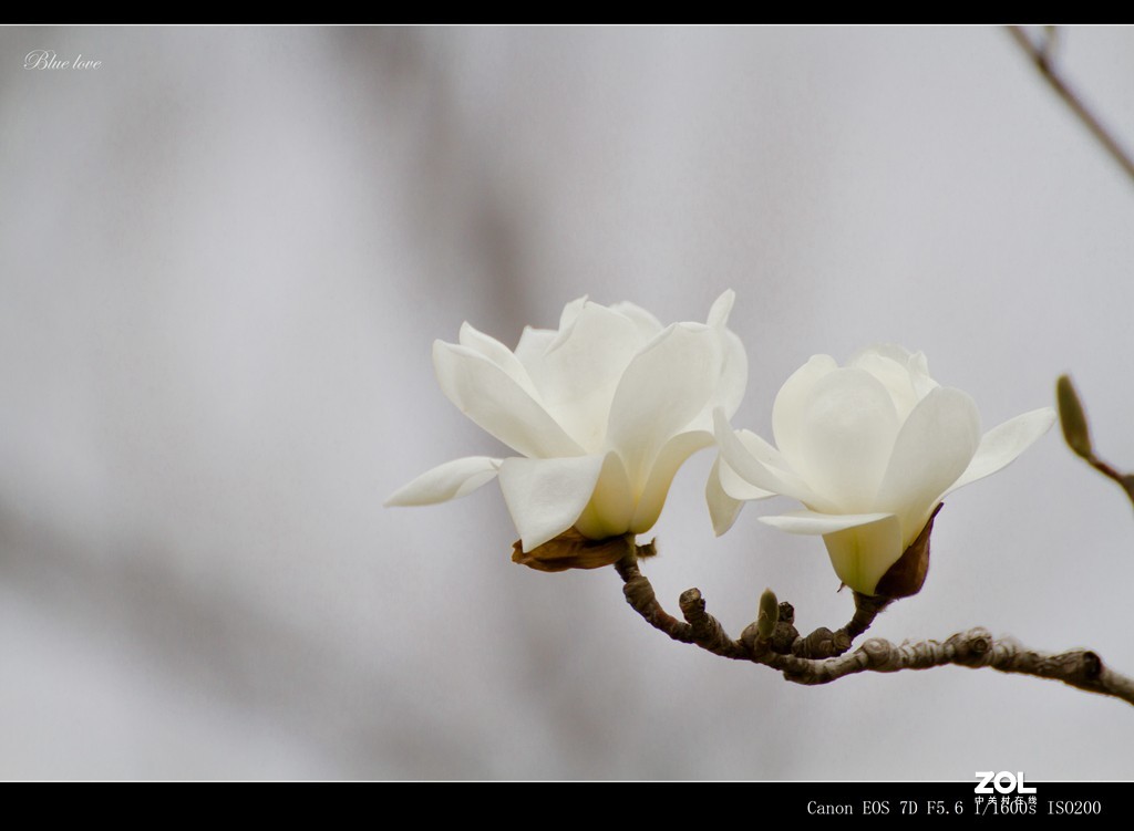 长虹花海（2021）
