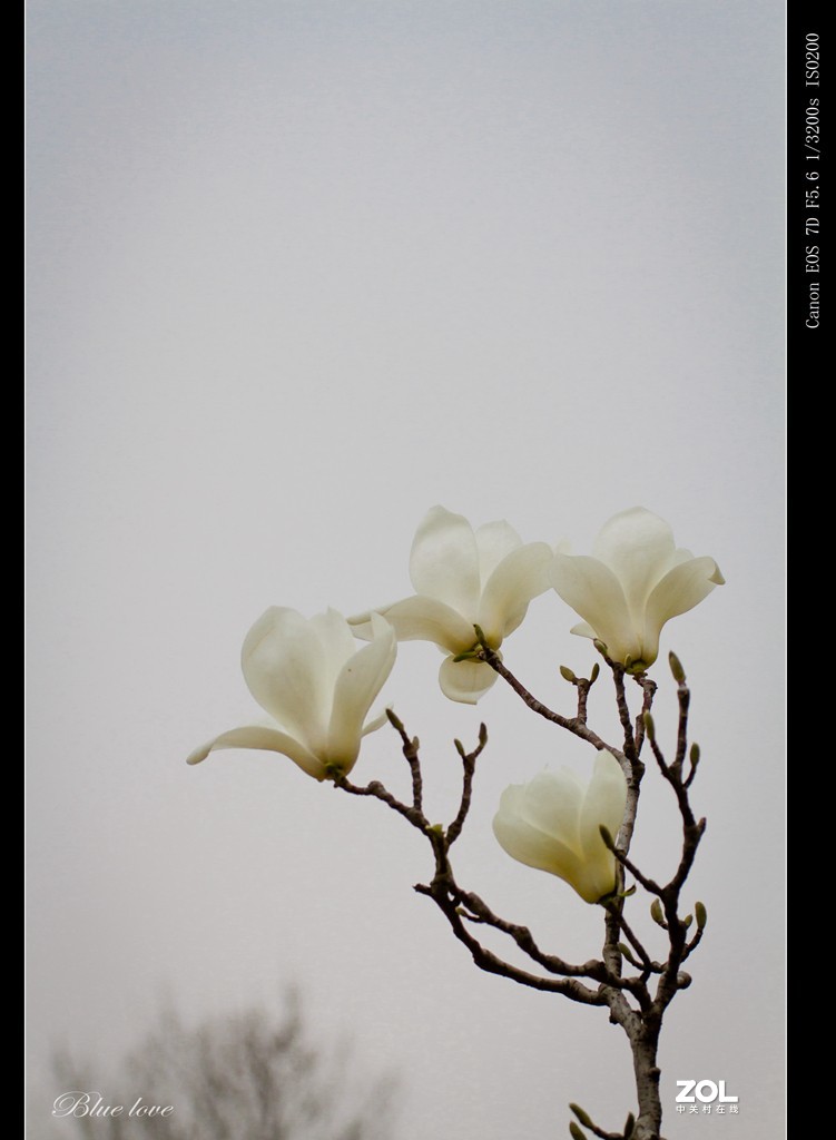 长虹花海（2021）