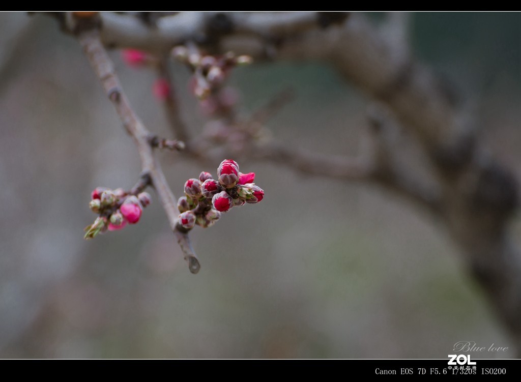 长虹花海（2021）