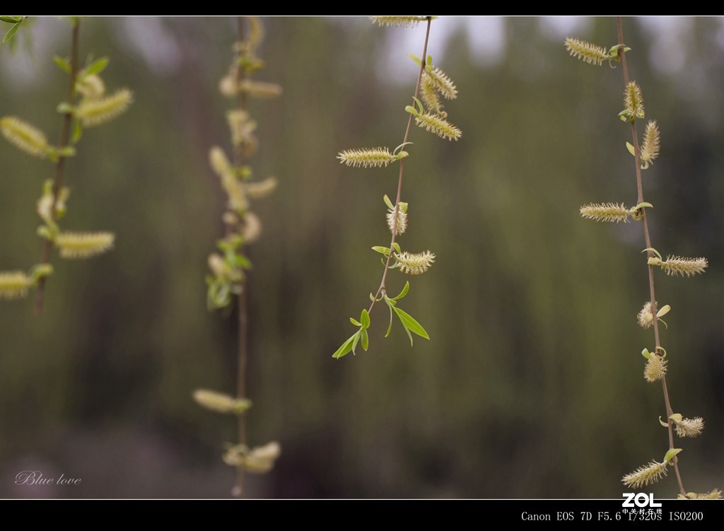 长虹花海（2021）