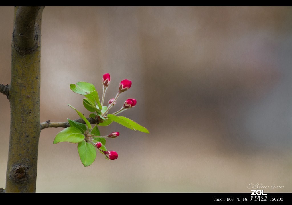 长虹花海（2021）