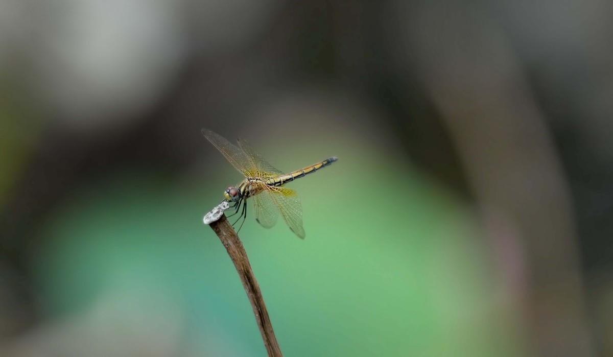 索尼A1旗舰机试机---高画质的体验