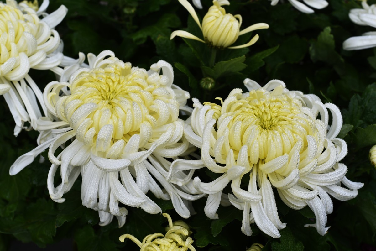菊花盛宴