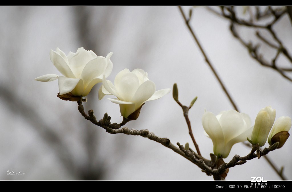长虹花海（2021）