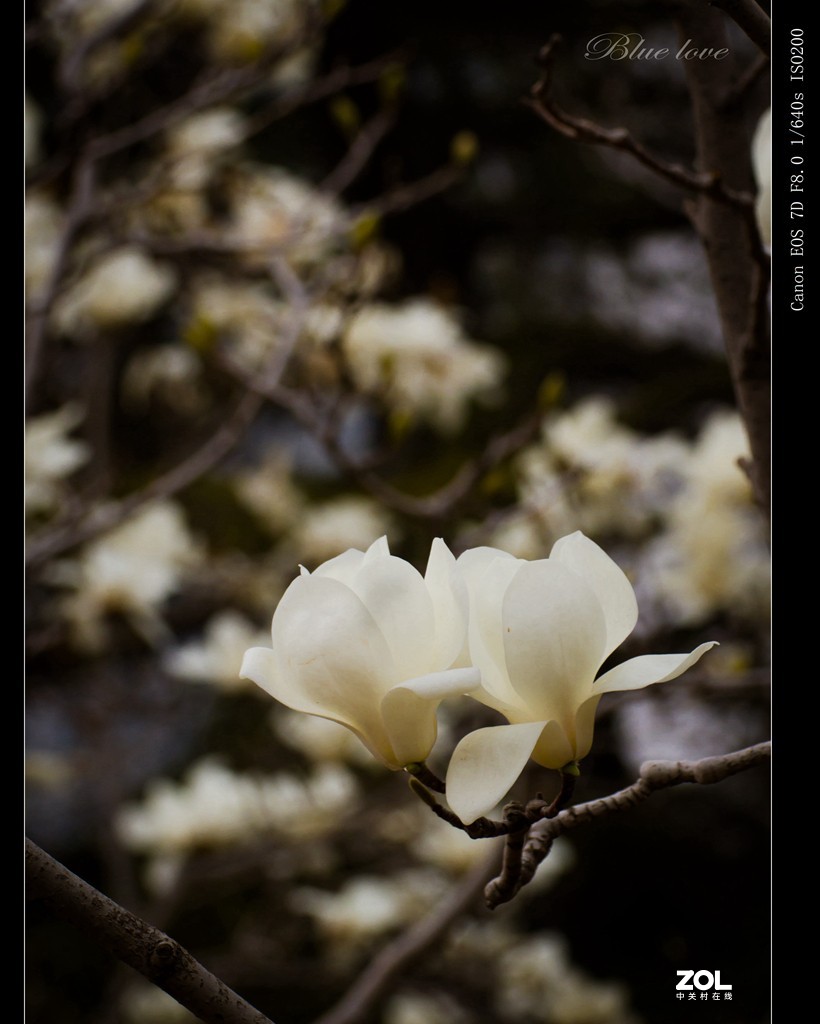 长虹花海（2021）