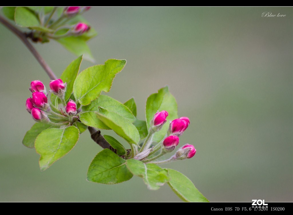 长虹花海（2021）