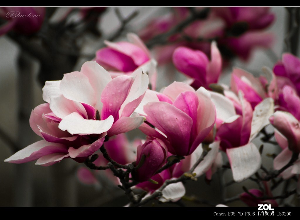 长虹花海（2021）