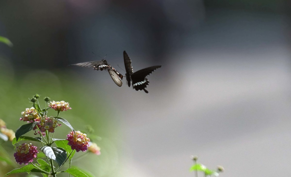 索尼A1旗舰机试机---高画质的体验