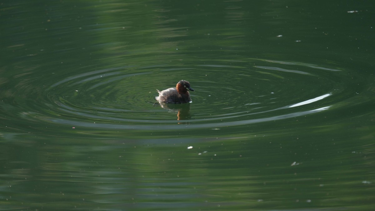 索尼A1旗舰机试机---高画质的体验