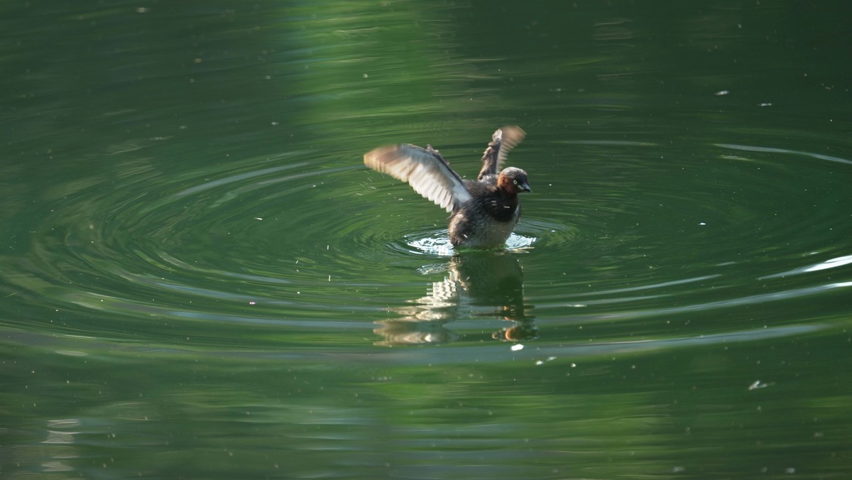 索尼A1旗舰机试机---高画质的体验