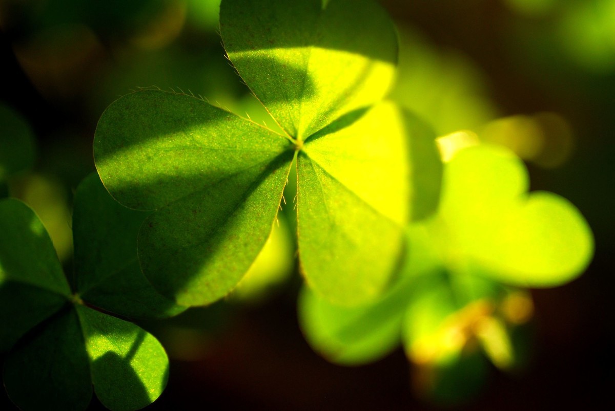 六叶草-中关村在线摄影论坛