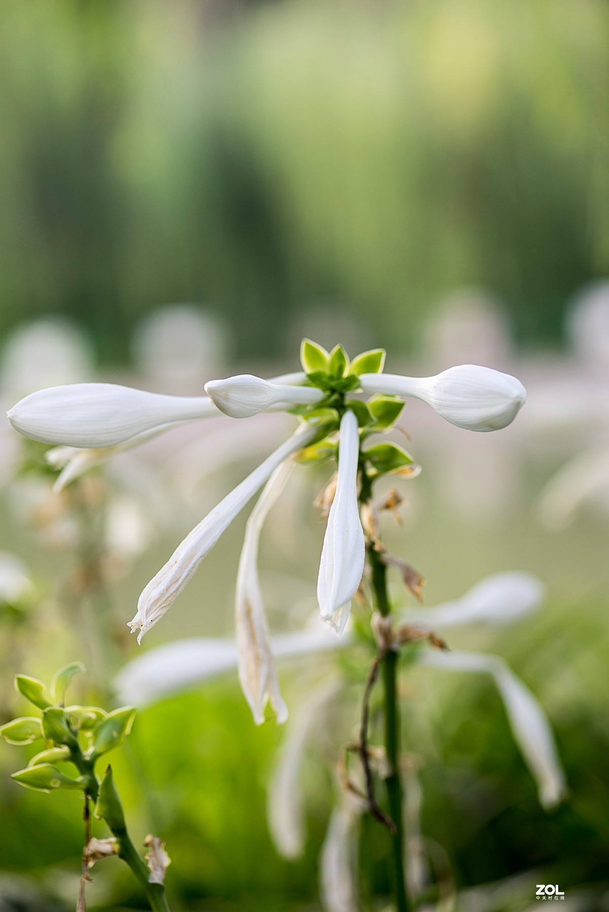 洁白无暇玉簪花