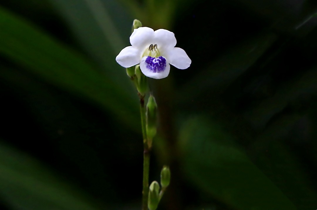 311【寿星老海南游摄日记】21.03.10长島兰湾：小花十万错！