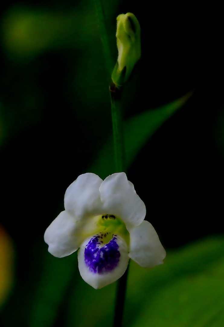 311【寿星老海南游摄日记】21.03.10长島兰湾：小花十万错！