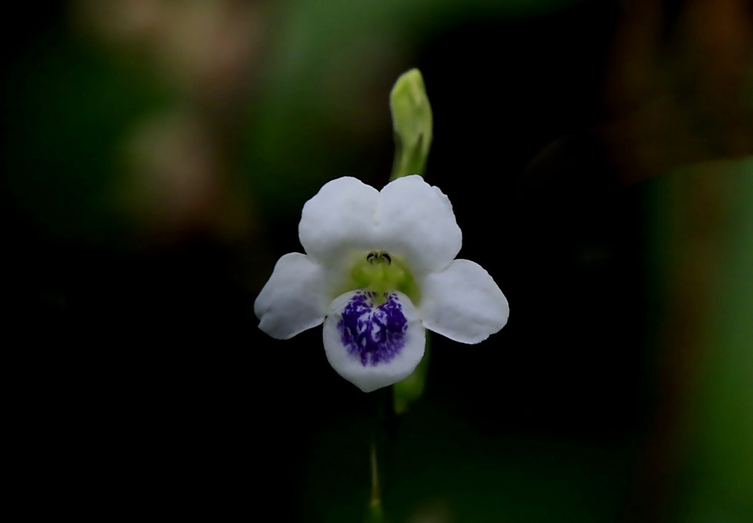 311【寿星老海南游摄日记】21.03.10长島兰湾：小花十万错！