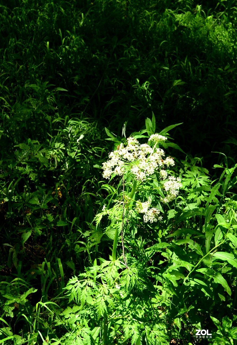 京西第一雾山--翠云山   2/2