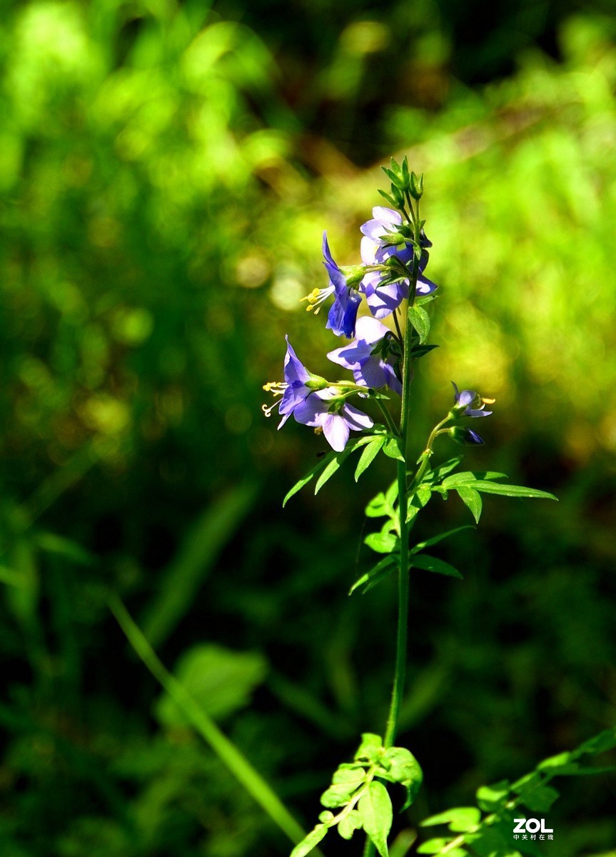 京西第一雾山--翠云山   2/2