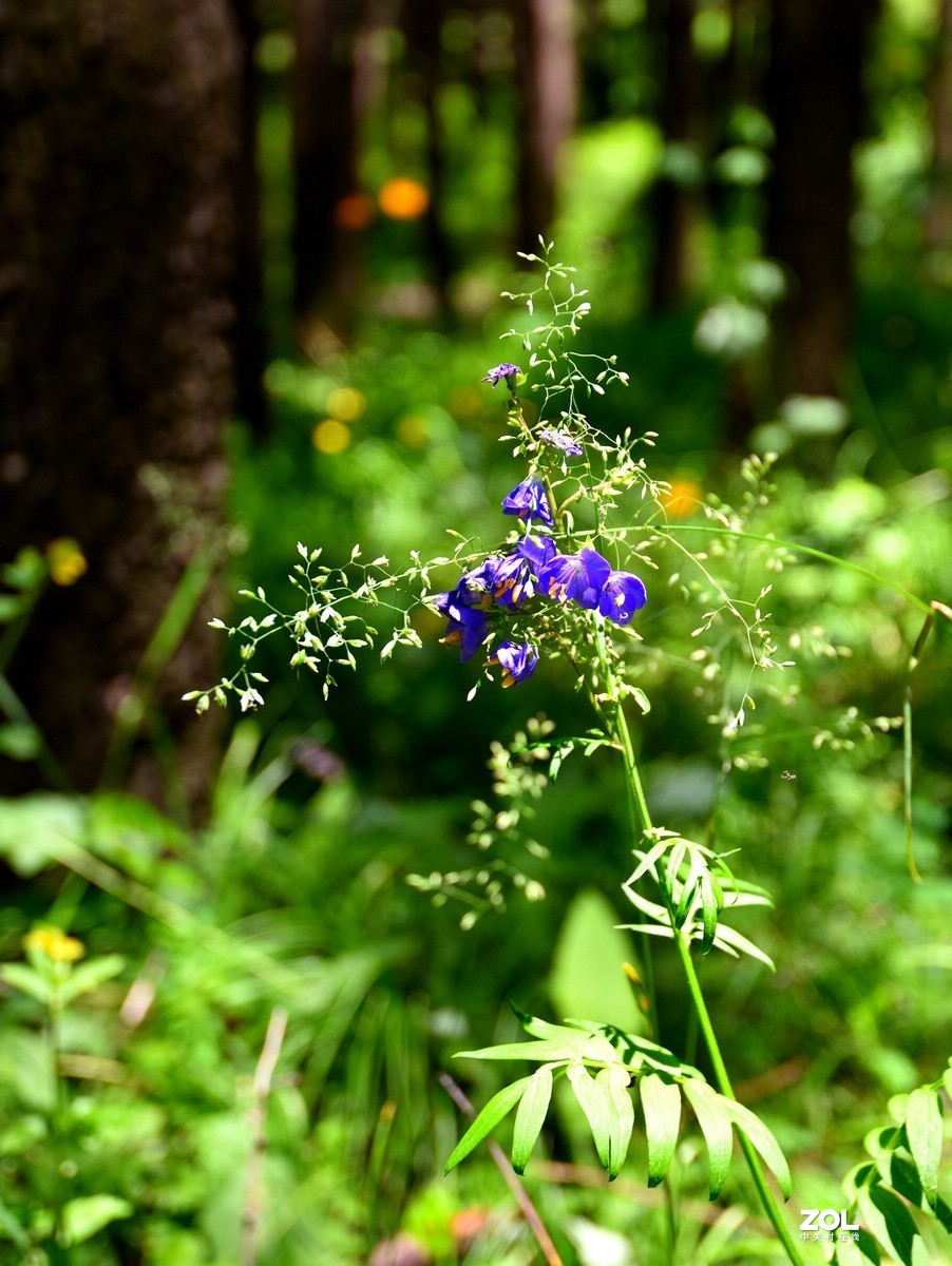 京西第一雾山--翠云山   2/2