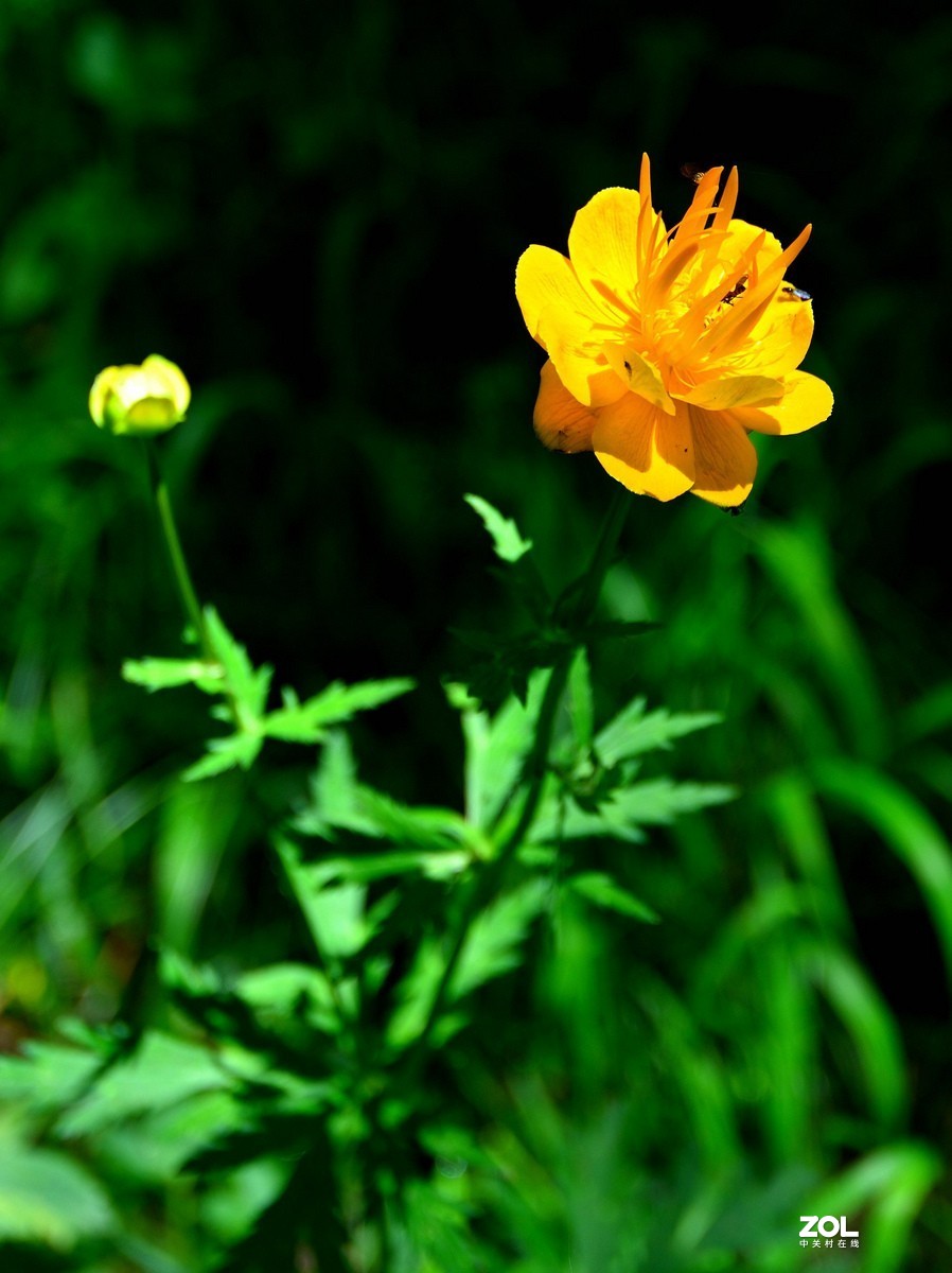 京西第一雾山--翠云山   2/2