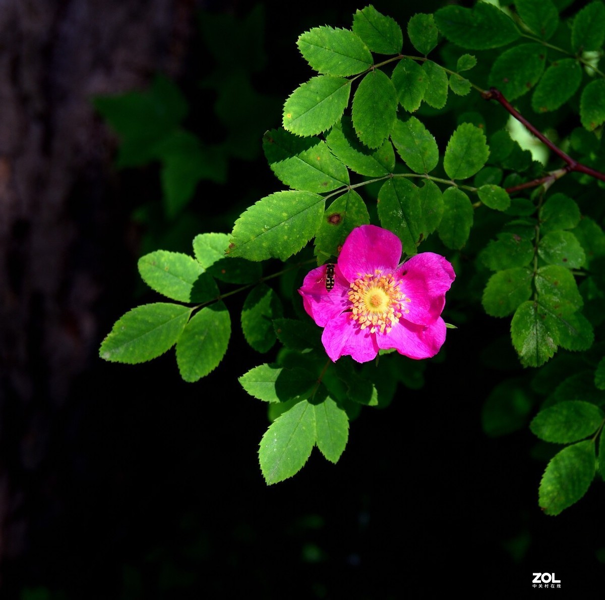 京西第一雾山--翠云山   2/2