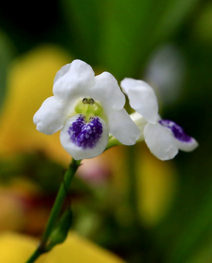 311【寿星老海南游摄日记】21.03.10长島兰湾：小花十万错！