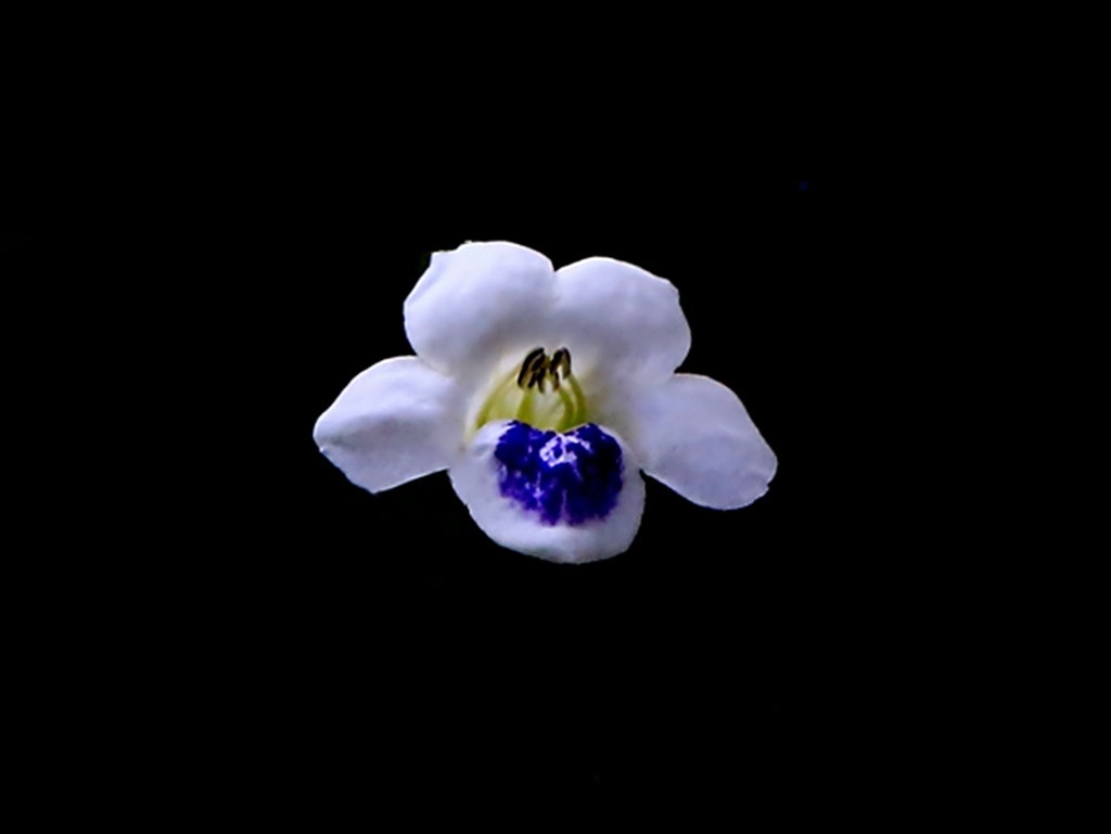 311【寿星老海南游摄日记】21.03.10长島兰湾：小花十万错！