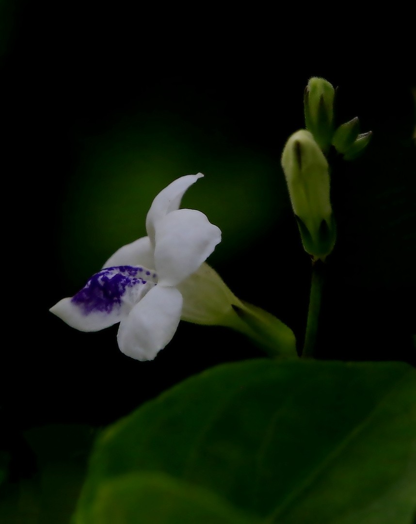 311【寿星老海南游摄日记】21.03.10长島兰湾：小花十万错！