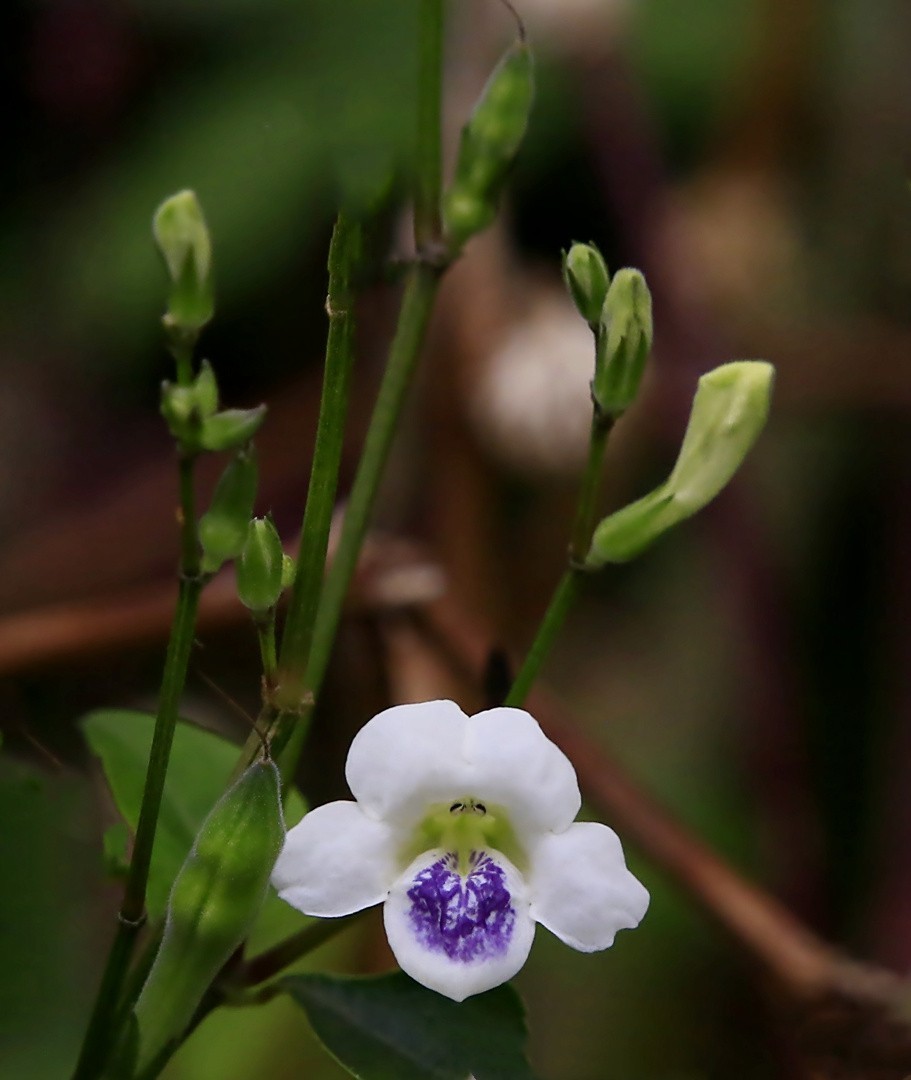 311【寿星老海南游摄日记】21.03.10长島兰湾：小花十万错！