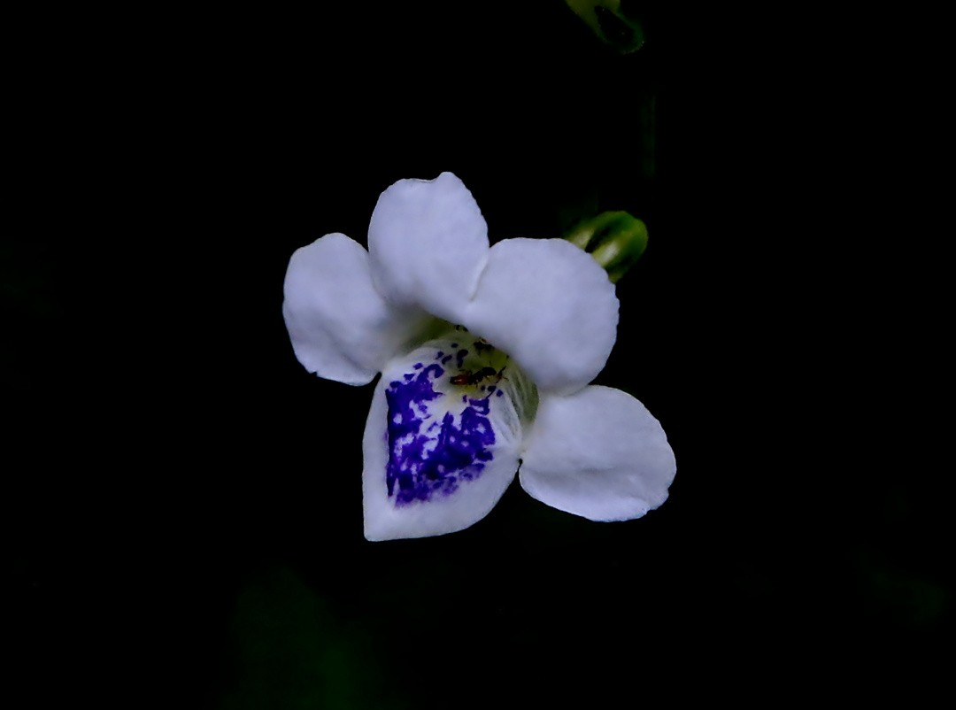 311【寿星老海南游摄日记】21.03.10长島兰湾：小花十万错！