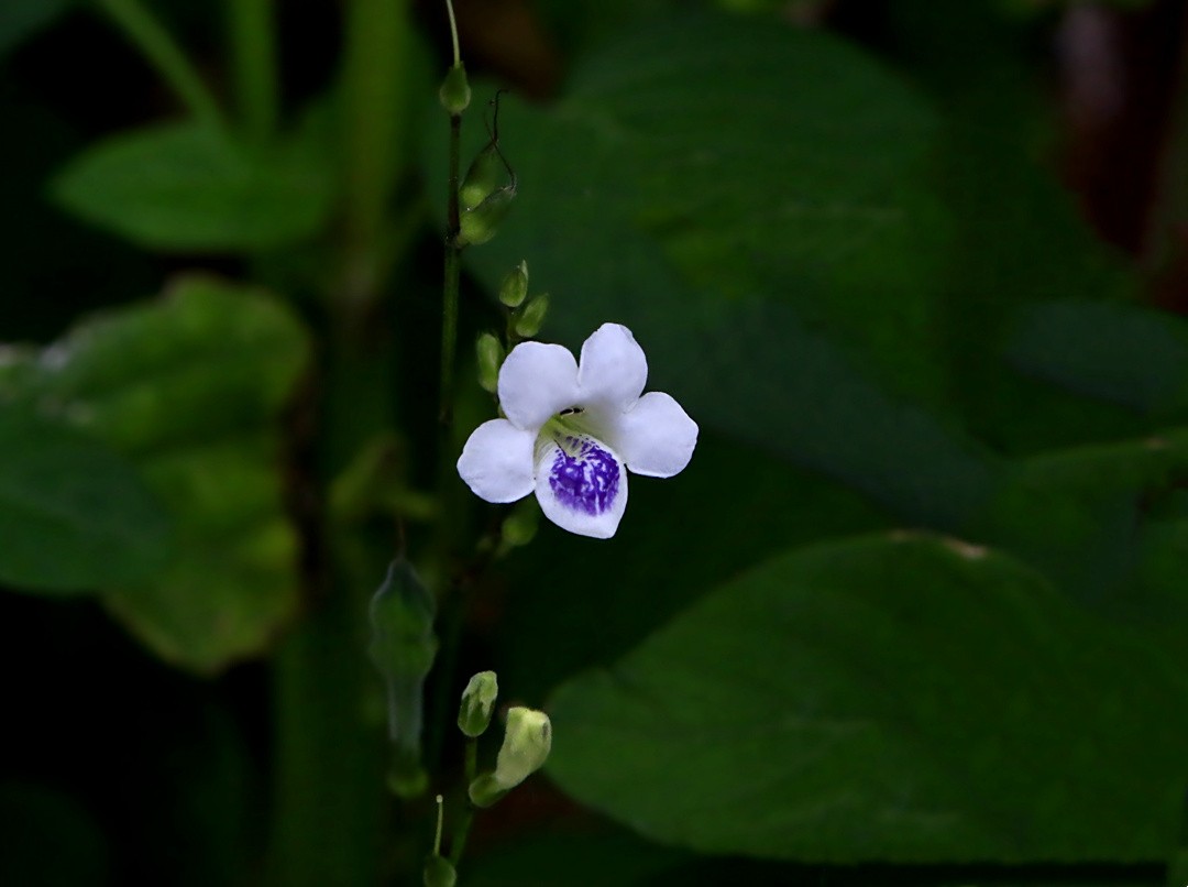 311【寿星老海南游摄日记】21.03.10长島兰湾：小花十万错！