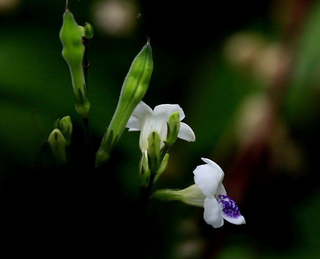 311【寿星老海南游摄日记】21.03.10长島兰湾：小花十万错！