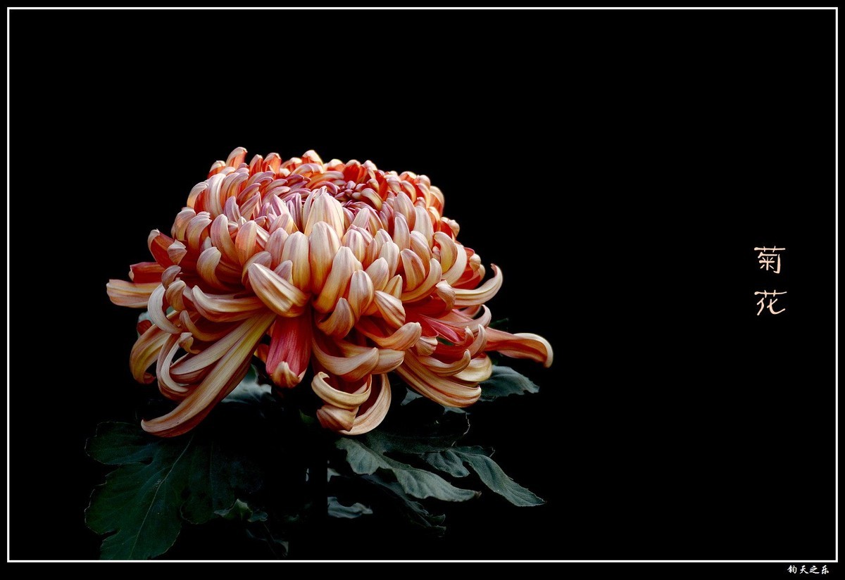 【菊花15】