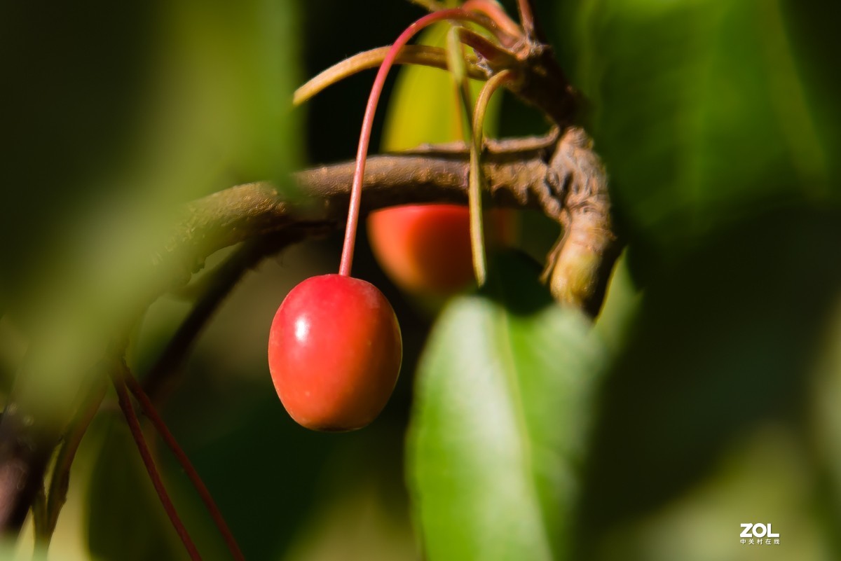 【镜头里】第918号：小山丁vs大石榴（二）