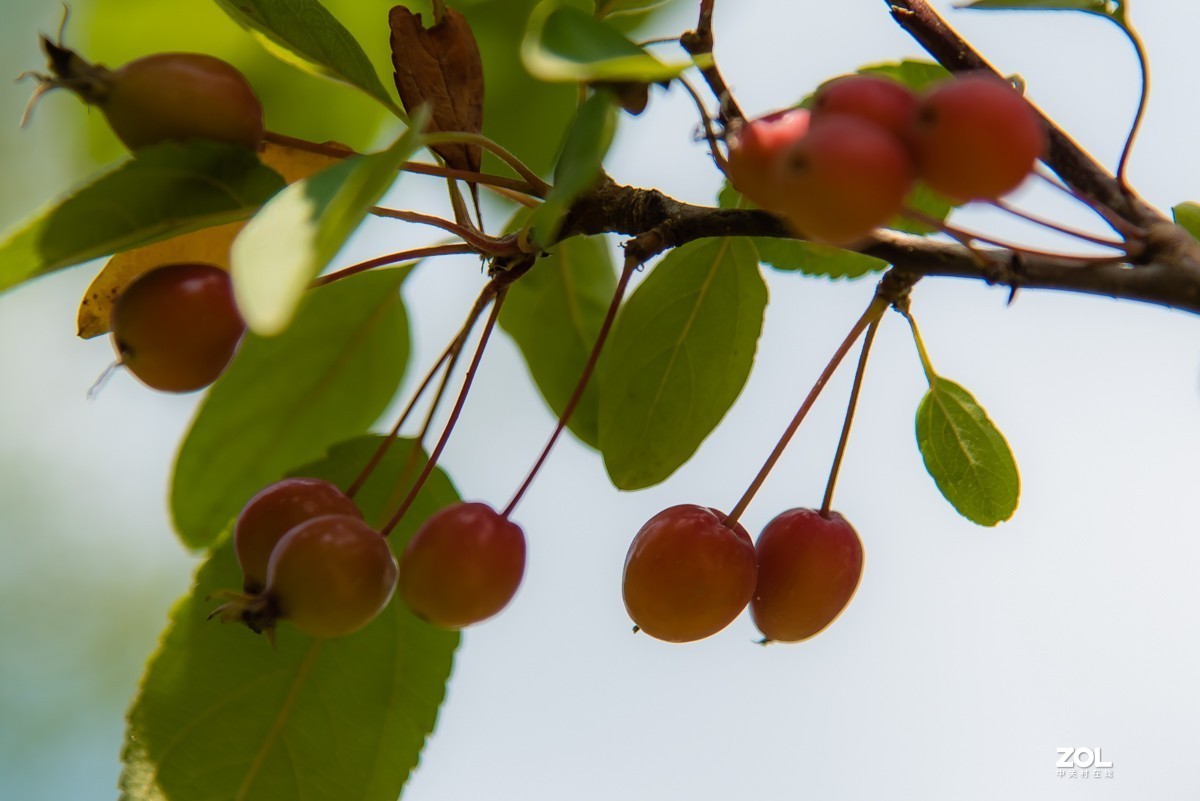 【镜头里】第918号：小山丁vs大石榴（二）