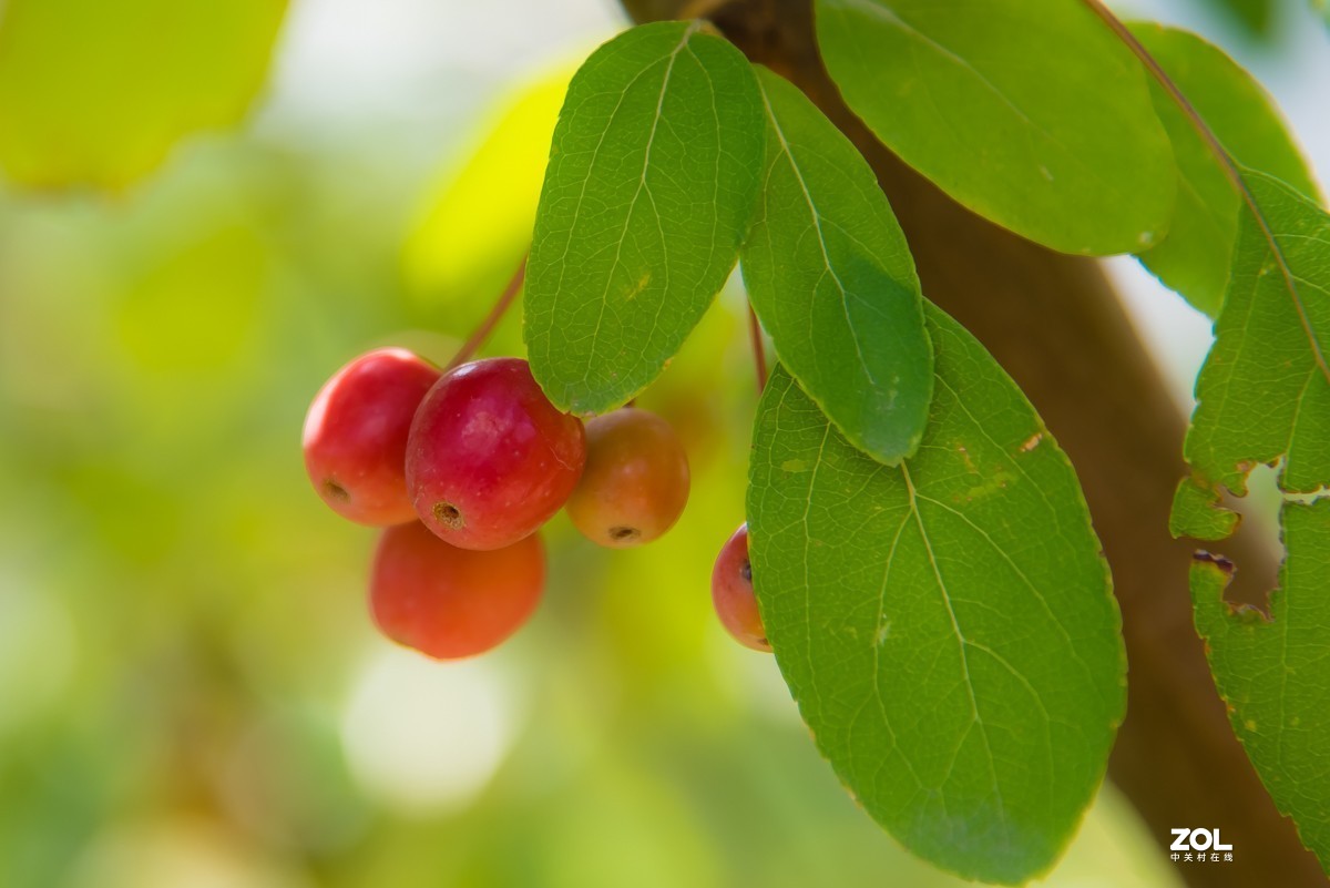 【镜头里】第918号：小山丁vs大石榴（二）