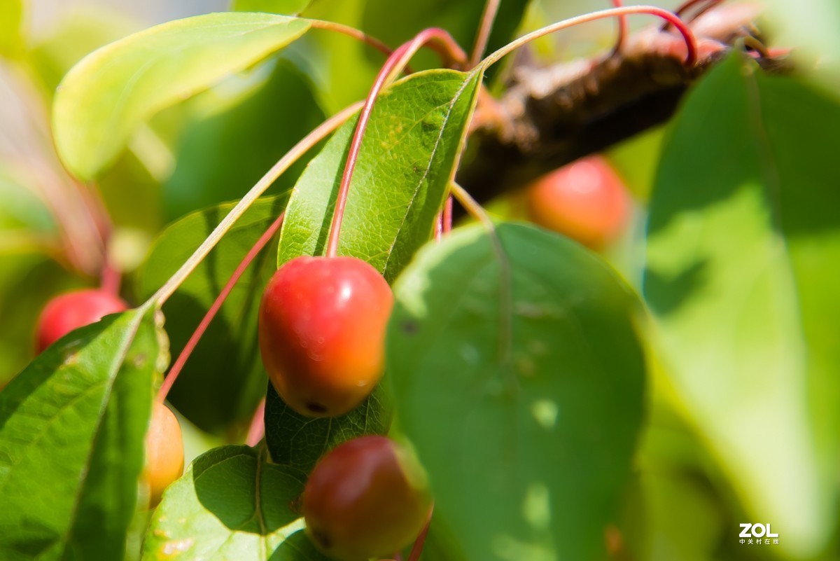 【镜头里】第918号：小山丁vs大石榴（二）