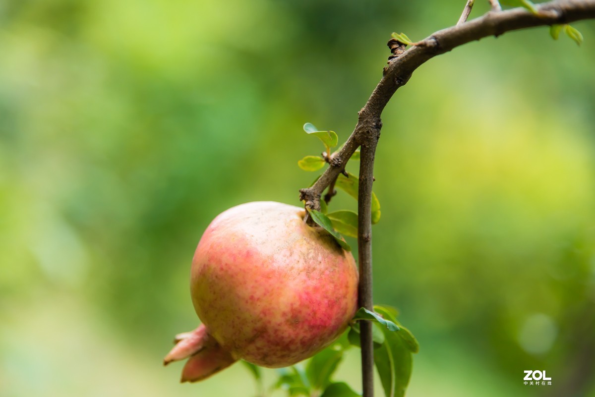 【镜头里】第918号：小山丁vs大石榴（二）