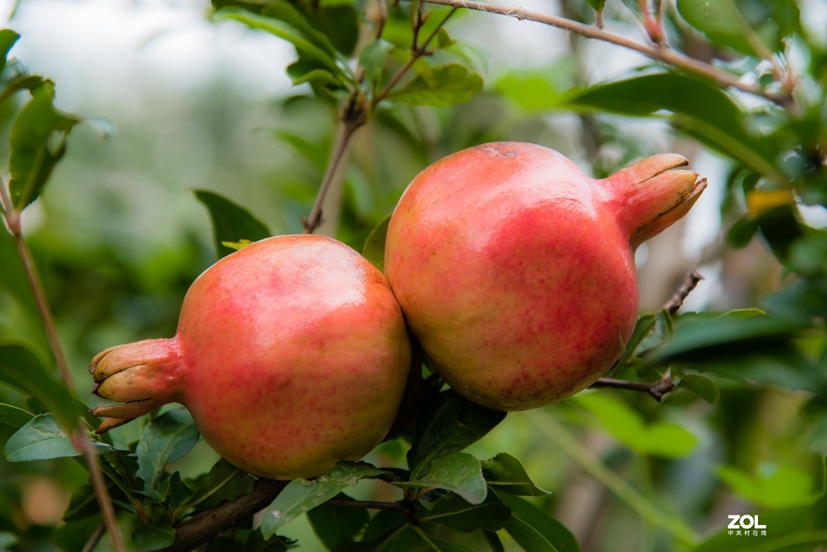 【镜头里】第918号：小山丁vs大石榴（二）