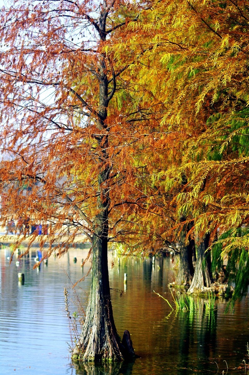 《宾得K7+图丽70-210试拍》