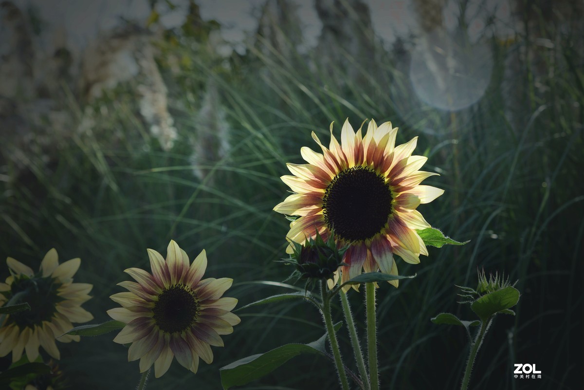 彩 色 葵 花  (重发)