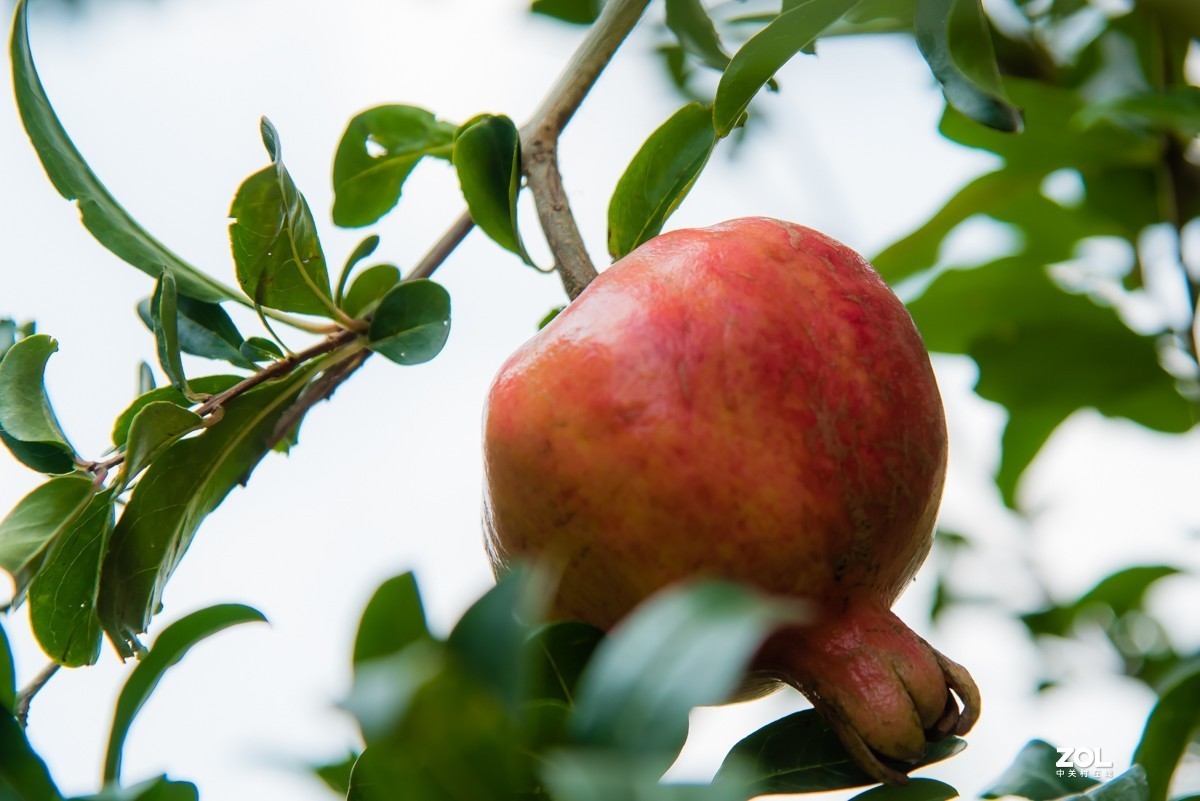 【镜头里】第918号：小山丁vs大石榴（二）