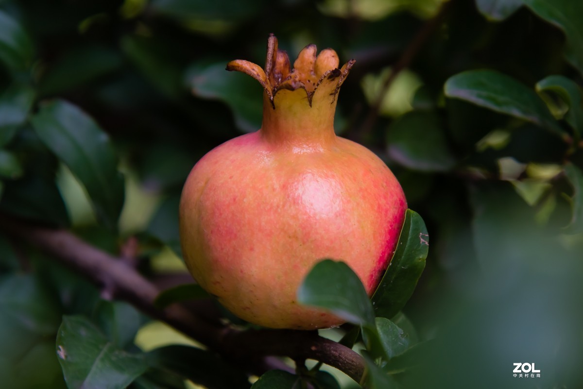 【镜头里】第918号：小山丁vs大石榴（二）