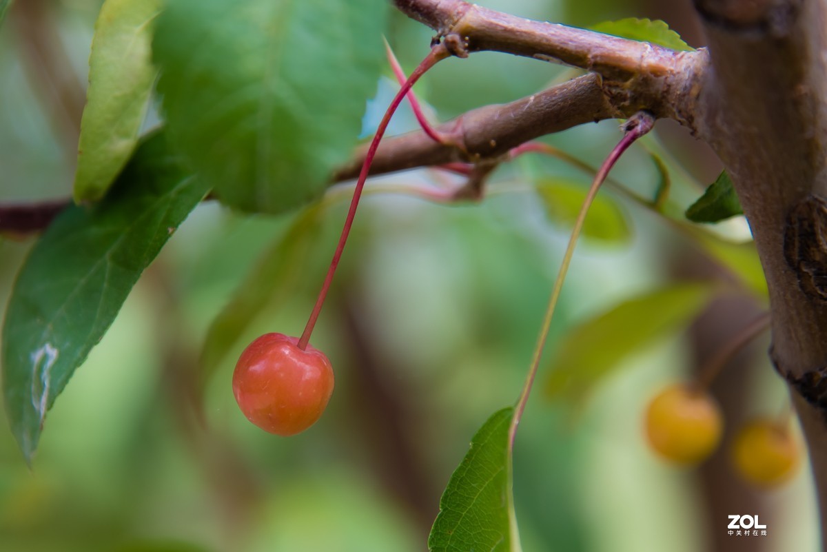 【镜头里】第918号：小山丁vs大石榴（二）