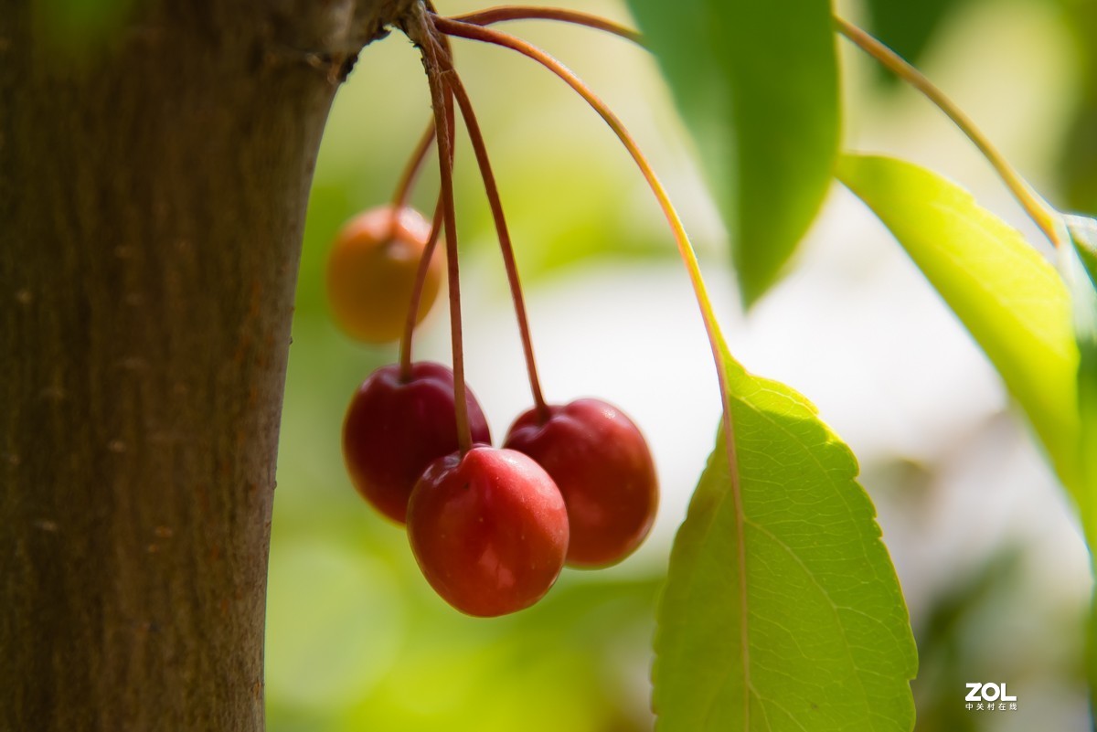 【镜头里】第918号：小山丁vs大石榴（二）