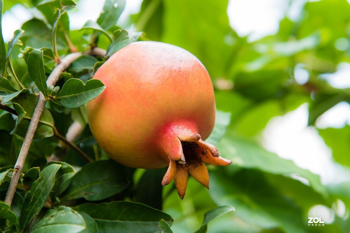 【镜头里】第918号：小山丁vs大石榴（二）