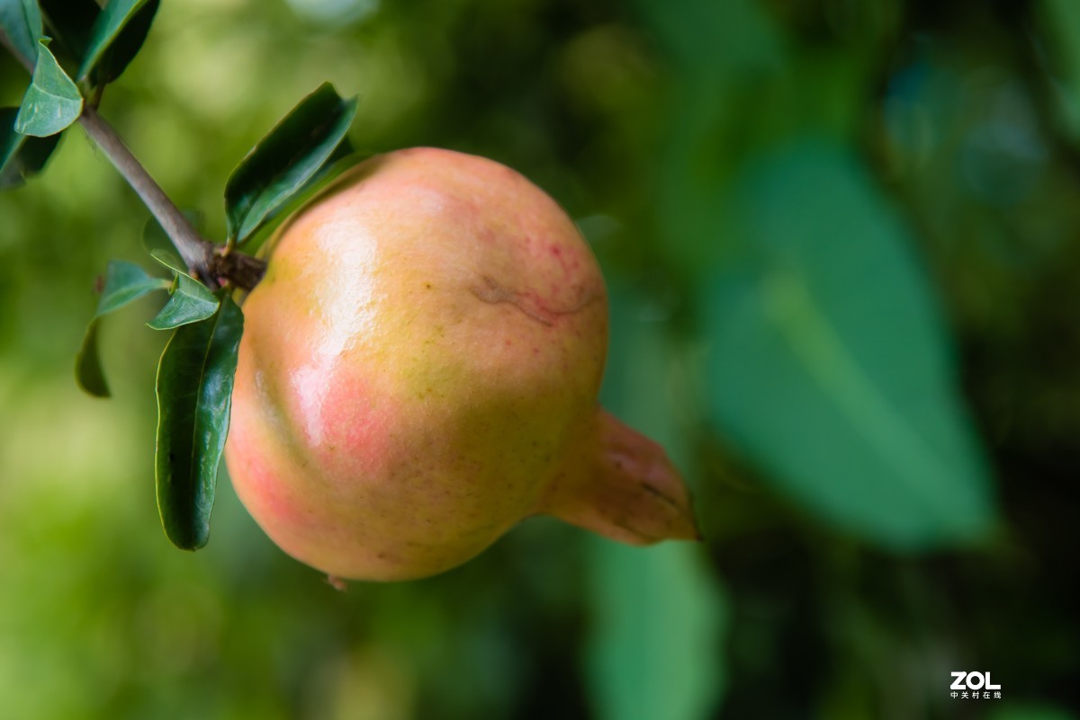 【镜头里】第918号：小山丁vs大石榴（二）