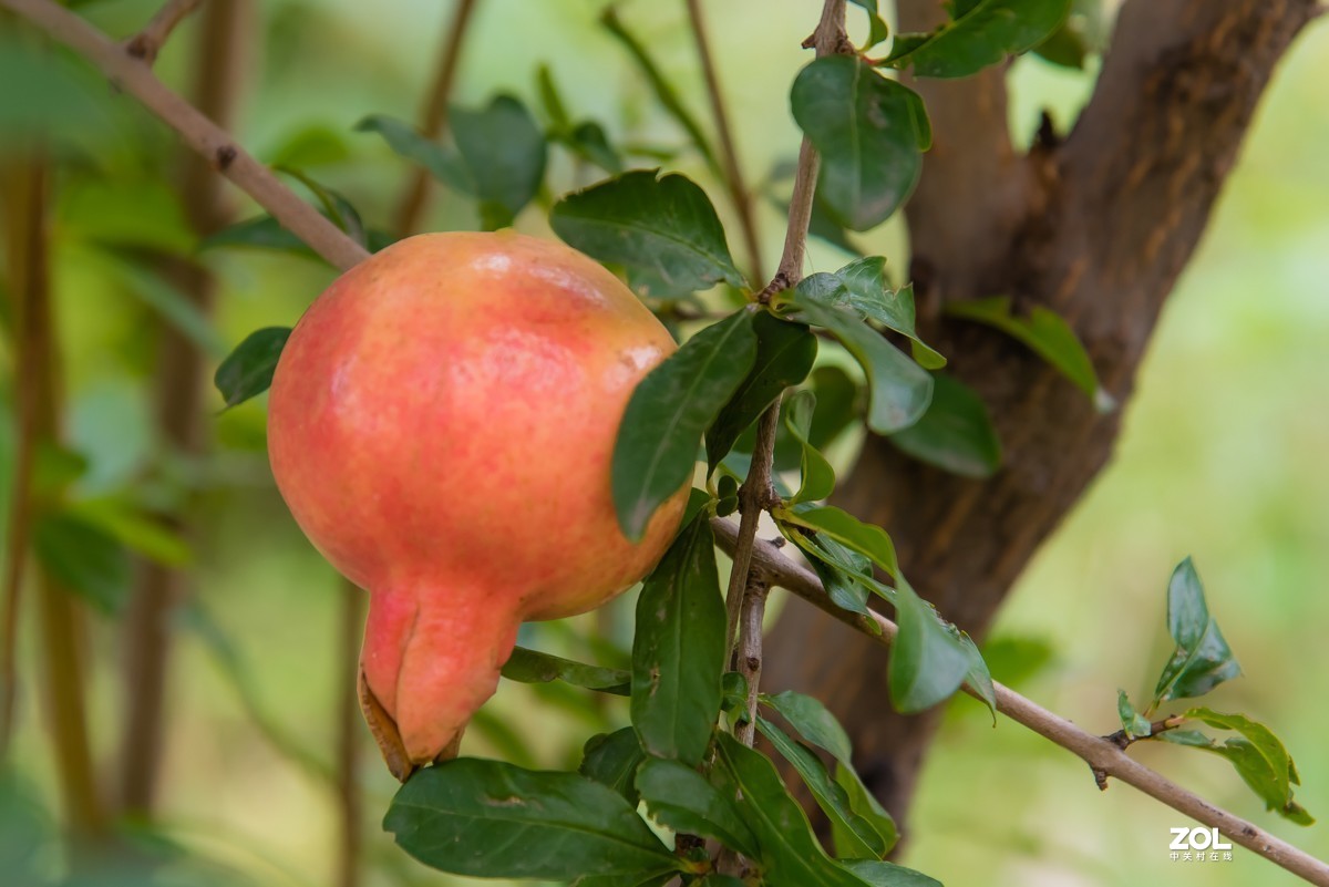 【镜头里】第918号：小山丁vs大石榴（二）