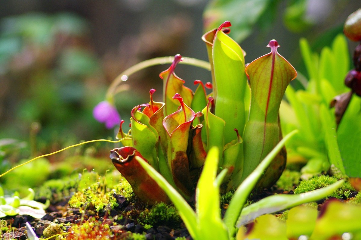 《宾得K7+图丽70-210试拍》